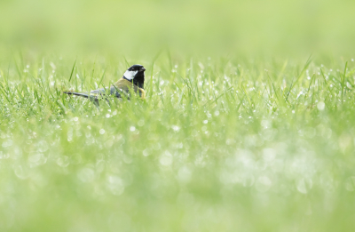 <i class='fa fa-user'></i> Truus Aletta Maan |   Koolmees  <i class='fa fa-eye'> 94</i>   <i class='fa fa-comment-o'> 23</i>