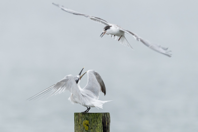 <i class='fa fa-user'></i> Conny Schotanus |   Grote Stern  <i class='fa fa-eye'> 173</i>  <i class='fa fa-thumbs-up'> 5</i>   <i class='fa fa-comment-o'> 6</i>