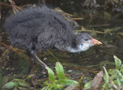 <i class='fa fa-user'></i> RTL |   Meerkoet  <i class='fa fa-eye'> 105</i>   <i class='fa fa-comment-o'> 23</i>