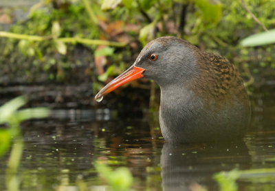<i class='fa fa-user'></i> Martijn Schot |   Waterral  <i class='fa fa-eye'> 115</i>  <i class='fa fa-thumbs-up'> 2</i>   <i class='fa fa-comment-o'> 22</i>