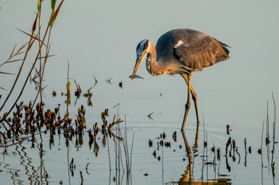 Op onze laatste vakantie dag vroeg opgestaan om de zonsopgang in de lagune mee te maken. Toen de zon net gedeeltelijk boven de duinen uitkwam begon deze blauwe reiger aan zijn ontbijt. Wat voor visje hij gevangen heeft weet ik niet maar lijkt op een soort baarsje dat ik brak water voor komt.