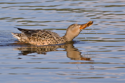 <i class='fa fa-user'></i> Ferry Bantjes |   Slobeend  <i class='fa fa-eye'> 100</i>  <i class='fa fa-thumbs-up'> 1</i>   <i class='fa fa-comment-o'> 21</i>