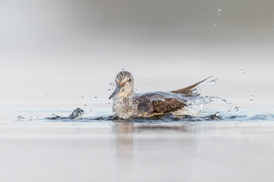 <i class='fa fa-user'></i> Katoo |   Groenpootruiter  <i class='fa fa-eye'> 240</i>  <i class='fa fa-thumbs-up'> 7</i>   <i class='fa fa-comment-o'> 8</i>