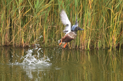 <i class='fa fa-user'></i> Gerard Visser |   Slobeend  <i class='fa fa-eye'> 102</i>   <i class='fa fa-comment-o'> 21</i>