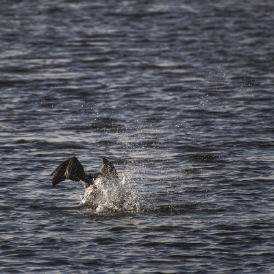 <i class='fa fa-user'></i> ElkevP |   Aalscholver  <i class='fa fa-eye'> 97</i>   <i class='fa fa-comment-o'> 21</i>