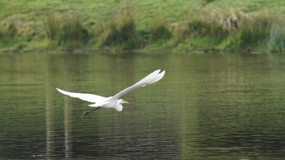 <i class='fa fa-user'></i> Helen Brandenburg |   Grote Zilverreiger  <i class='fa fa-eye'> 102</i>   <i class='fa fa-comment-o'> 22</i>