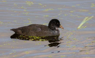 <i class='fa fa-user'></i> hansgans |   Meerkoet  <i class='fa fa-eye'> 99</i>   <i class='fa fa-comment-o'> 20</i>