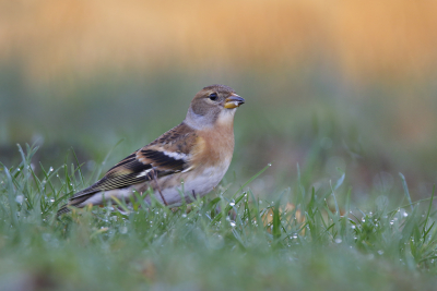 <i class='fa fa-user'></i> Gejo Wassink |   Keep  <i class='fa fa-eye'> 181</i>  <i class='fa fa-thumbs-up'> 11</i>   <i class='fa fa-comment-o'> 22</i>