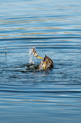 <i class='fa fa-user'></i> nettemie |   Meerkoet  <i class='fa fa-eye'> 107</i>   <i class='fa fa-comment-o'> 23</i>