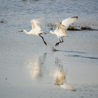 <i class='fa fa-user'></i> fotistowim |   Lepelaar  <i class='fa fa-eye'> 98</i>   <i class='fa fa-comment-o'> 20</i>