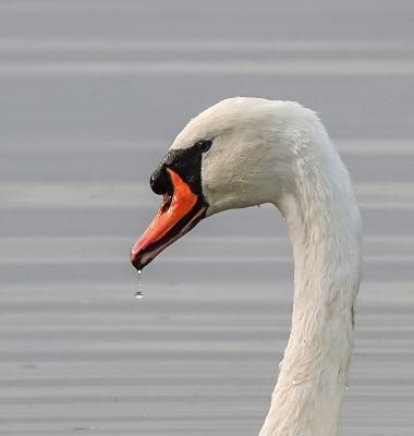 <i class='fa fa-user'></i> jacolienl |   Knobbelzwaan  <i class='fa fa-eye'> 101</i>  <i class='fa fa-thumbs-up'> 1</i>   <i class='fa fa-comment-o'> 21</i>