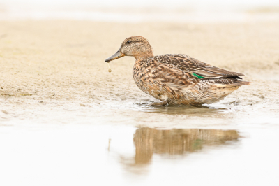 <i class='fa fa-user'></i> Wil Doorn-Meijne |   Wintertaling  <i class='fa fa-eye'> 104</i>  <i class='fa fa-thumbs-up'> 1</i>   <i class='fa fa-comment-o'> 20</i>