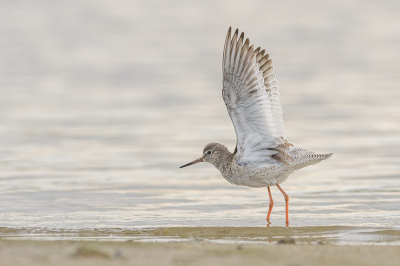 <i class='fa fa-user'></i> Wil Doorn-Meijne |   Tureluur  <i class='fa fa-eye'> 160</i>  <i class='fa fa-thumbs-up'> 11</i>   <i class='fa fa-comment-o'> 10</i>