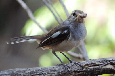 <i class='fa fa-user'></i> A. Soeting |   Madagaskardayallijster  <i class='fa fa-eye'> 122</i>   <i class='fa fa-comment-o'> 1</i>