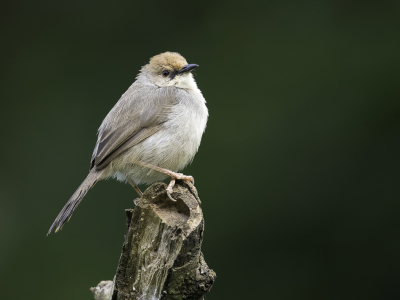 <i class='fa fa-user'></i> Paul van Giersbergen |   Chubbs Graszanger  <i class='fa fa-eye'> 143</i>   <i class='fa fa-comment-o'> 1</i>