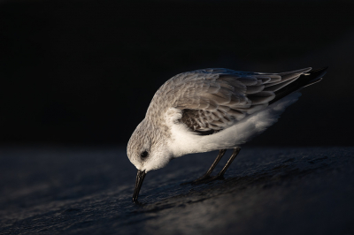 <i class='fa fa-user'></i> Kees de Jager |   Drieteenstrandloper  <i class='fa fa-eye'> 207</i>  <i class='fa fa-thumbs-up'> 16</i>   <i class='fa fa-comment-o'> 12</i>