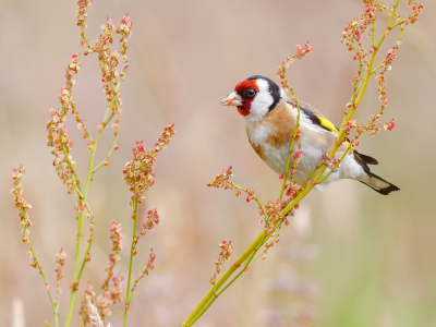 <i class='fa fa-user'></i> Katoo |   Putter  <i class='fa fa-eye'> 364</i>  <i class='fa fa-thumbs-up'> 32</i>   <i class='fa fa-comment-o'> 23</i>