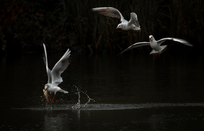 <i class='fa fa-user'></i> Henri Aantjes |   Kokmeeuw  <i class='fa fa-eye'> 144</i>  <i class='fa fa-thumbs-up'> 10</i>   <i class='fa fa-comment-o'> 24</i>