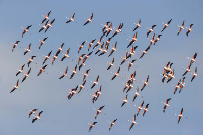 <i class='fa fa-user'></i> loek van de Leur |   Flamingo  <i class='fa fa-eye'> 253</i>  <i class='fa fa-thumbs-up'> 6</i>   <i class='fa fa-comment-o'> 7</i>