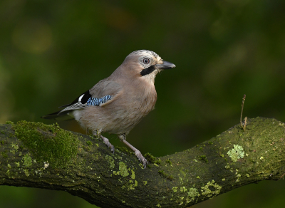 <i class='fa fa-user'></i> henkdikkers |   Gaai  <i class='fa fa-eye'> 195</i>  <i class='fa fa-thumbs-up'> 13</i>   <i class='fa fa-comment-o'> 15</i>
