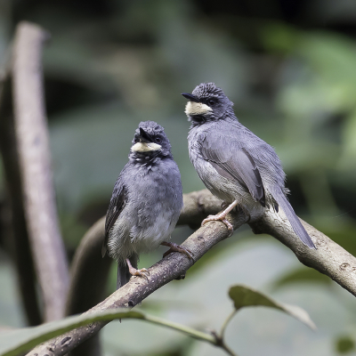 <i class='fa fa-user'></i> Paul van Giersbergen |   Witkeelprinia  <i class='fa fa-eye'> 132</i>  <i class='fa fa-thumbs-up'> 2</i>   <i class='fa fa-comment-o'> 2</i>