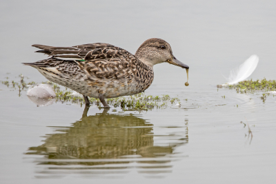 <i class='fa fa-user'></i> Erna Koelman |   Wintertaling  <i class='fa fa-eye'> 114</i>  <i class='fa fa-thumbs-up'> 2</i>   <i class='fa fa-comment-o'> 23</i>