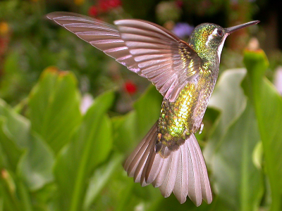 Eerste bijdrage van een beginnende birdpix-member:
Deze kolibri is gefotograveerd in de tuin van mijn logeeradres in Costa Rica. Met een ontspanvertraging van bijna een seconde heeft het even geduurd voor ik dit razendsnelle beestje naar tevredenheid heb kunnen vastleggen. Met flitser en 1/500s sluitertijd nog beweging in de vleugel!
Nikon Coolpix 4500, 1/500s F4.1 man., saturation +2, flash