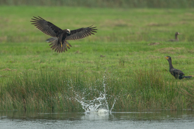 <i class='fa fa-user'></i> anevanrees |   Bruine Kiekendief  <i class='fa fa-eye'> 138</i>  <i class='fa fa-thumbs-up'> 5</i>   <i class='fa fa-comment-o'> 23</i>