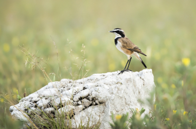 <i class='fa fa-user'></i> Bert Ooms |   Aardtapuit  <i class='fa fa-eye'> 272</i>  <i class='fa fa-thumbs-up'> 10</i>   <i class='fa fa-comment-o'> 9</i>