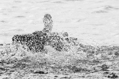 <i class='fa fa-user'></i> Gert-Jan Cromwijk |   Grauwe Gans  <i class='fa fa-eye'> 113</i>   <i class='fa fa-comment-o'> 24</i>