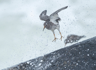 <i class='fa fa-user'></i> Ruud Scherpenisse |   Paarse Strandloper  <i class='fa fa-eye'> 177</i>  <i class='fa fa-thumbs-up'> 12</i>   <i class='fa fa-comment-o'> 25</i>