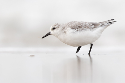 <i class='fa fa-user'></i> Katoo |   Drieteenstrandloper  <i class='fa fa-eye'> 292</i>  <i class='fa fa-thumbs-up'> 15</i>   <i class='fa fa-comment-o'> 26</i>