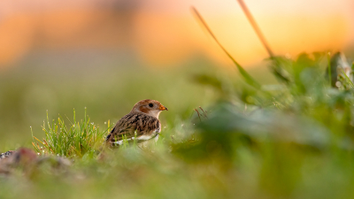 <i class='fa fa-user'></i> kevinhollmann |   Sneeuwgors  <i class='fa fa-eye'> 140</i>  <i class='fa fa-thumbs-up'> 3</i>   <i class='fa fa-comment-o'> 24</i>