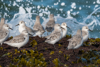 <i class='fa fa-user'></i> Vincent Vuik |   Drieteenstrandloper  <i class='fa fa-eye'> 130</i>  <i class='fa fa-thumbs-up'> 7</i>   <i class='fa fa-comment-o'> 25</i>