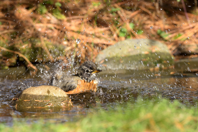 <i class='fa fa-user'></i> jan Luit |   Roodborstlijster  <i class='fa fa-eye'> 108</i>  <i class='fa fa-thumbs-up'> 1</i>   <i class='fa fa-comment-o'> 23</i>