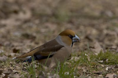 als je samen met een vogelkenner op pad gaat kom je mooie vogels tegen.de appelvink is al kleurrijk van zichzelf, maar met een beedje groen wel mooi voor BP