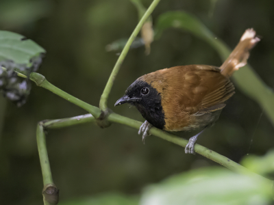 <i class='fa fa-user'></i> Paul van Giersbergen |   Grijsbuikvoszanger  <i class='fa fa-eye'> 138</i>  <i class='fa fa-thumbs-up'> 4</i>   <i class='fa fa-comment-o'> 3</i>