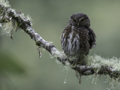 <i class='fa fa-user'></i> Paul van Giersbergen |   Andesdwerguil  <i class='fa fa-eye'> 148</i>  <i class='fa fa-thumbs-up'> 9</i>   <i class='fa fa-comment-o'> 26</i>