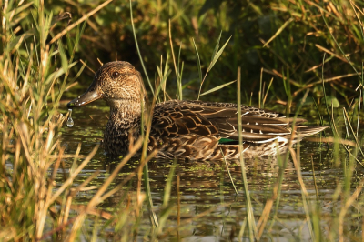 <i class='fa fa-user'></i> hjstukker |   Wintertaling  <i class='fa fa-eye'> 106</i>  <i class='fa fa-thumbs-up'> 1</i>   <i class='fa fa-comment-o'> 23</i>