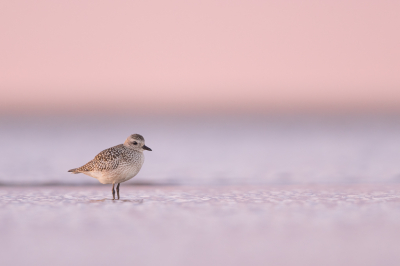 <i class='fa fa-user'></i> Hans Overduin |   Zilverplevier  <i class='fa fa-eye'> 339</i>  <i class='fa fa-thumbs-up'> 45</i>   <i class='fa fa-comment-o'> 22</i>