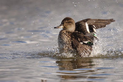 <i class='fa fa-user'></i> Ben Reitsma |   Krakeend  <i class='fa fa-eye'> 112</i>  <i class='fa fa-thumbs-up'> 5</i>   <i class='fa fa-comment-o'> 25</i>