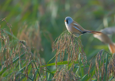 <i class='fa fa-user'></i> GerardvanDam |   Baardman  <i class='fa fa-eye'> 133</i>   <i class='fa fa-comment-o'> 24</i>