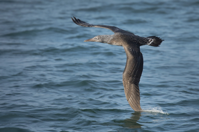 <i class='fa fa-user'></i> thijsglastra |   Jan-van-gent  <i class='fa fa-eye'> 159</i>  <i class='fa fa-thumbs-up'> 6</i>   <i class='fa fa-comment-o'> 25</i>