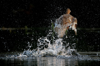 <i class='fa fa-user'></i> Ruben de Bruijn |   Wilde Eend  <i class='fa fa-eye'> 144</i>  <i class='fa fa-thumbs-up'> 2</i>   <i class='fa fa-comment-o'> 28</i>