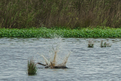 <i class='fa fa-user'></i> GeertN |   Visarend  <i class='fa fa-eye'> 125</i>   <i class='fa fa-comment-o'> 26</i>