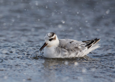 <i class='fa fa-user'></i> Kees Kugel |   Rosse Franjepoot  <i class='fa fa-eye'> 120</i>  <i class='fa fa-thumbs-up'> 3</i>   <i class='fa fa-comment-o'> 23</i>