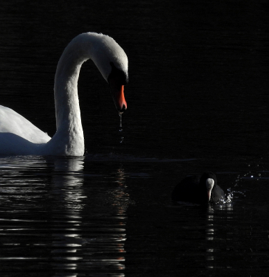 <i class='fa fa-user'></i> sieb |   Knobbelzwaan  <i class='fa fa-eye'> 130</i>  <i class='fa fa-thumbs-up'> 3</i>   <i class='fa fa-comment-o'> 26</i>