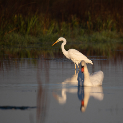 <i class='fa fa-user'></i> Erik van Ark |   Grote Zilverreiger  <i class='fa fa-eye'> 120</i>   <i class='fa fa-comment-o'> 24</i>