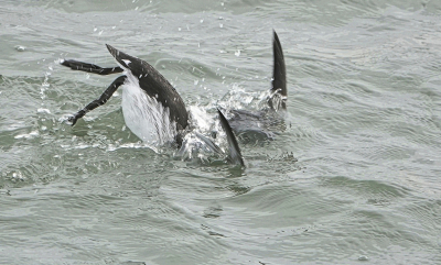 <i class='fa fa-user'></i> Nol Baarschers |   Zeekoet  <i class='fa fa-eye'> 120</i>   <i class='fa fa-comment-o'> 22</i>