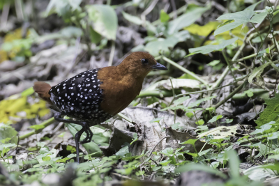 <i class='fa fa-user'></i> Paul van Giersbergen |   Parelvlekral  <i class='fa fa-eye'> 195</i>  <i class='fa fa-thumbs-up'> 2</i>   <i class='fa fa-comment-o'> 3</i>